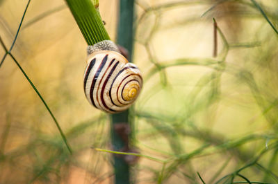 Close-up of snail