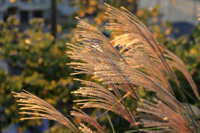 Close-up of plant on field