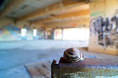 Close-up of snail on rusty metal in abandoned building