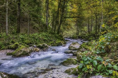 Stream flowing amidst trees in forest