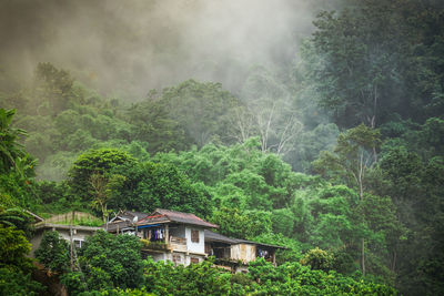 View of trees and house in forest