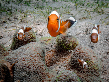 Fish swimming in sea