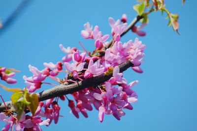 Low angle view of pink cherry blossoms against sky