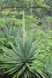 High angle view of plants growing on field