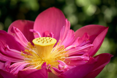 Close-up of pink lotus water lily