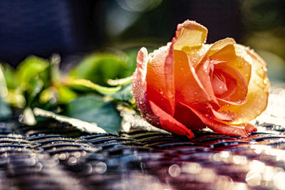 Close-up of red rose flower