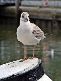 Close-up of seagull perching on wooden post