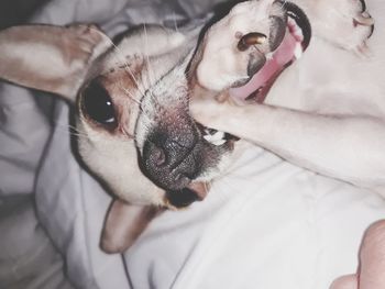 High angle view of dog relaxing on bed