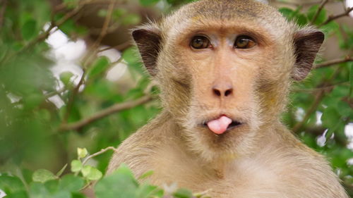 Close-up portrait of a monkey