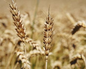 Close-up of plants growing in field