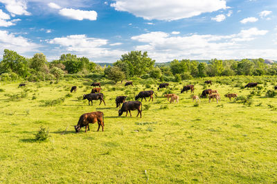 A herd of cattle heck, grazing in a clearing on a spring sunny day in western germany.