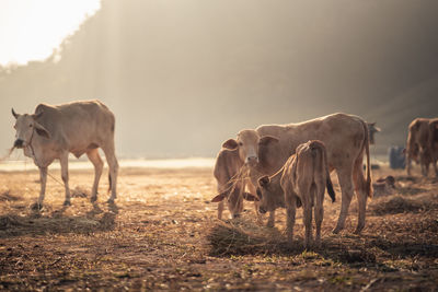 Horses standing in a field