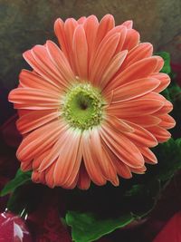 Close-up of flower blooming outdoors