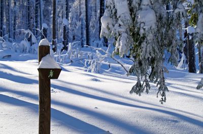 Trees on snow covered landscape