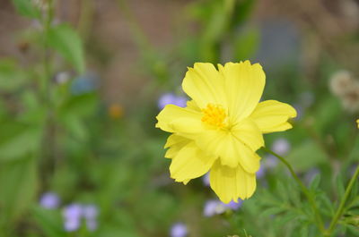 Close-up of yellow flower blooming outdoors