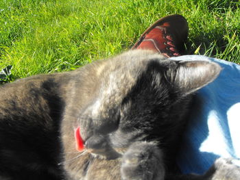 Cat relaxing on grass