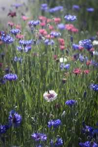 Close-up of purple flowering plants on field