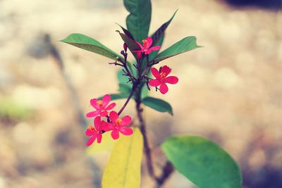 Close-up of pink flowering plant