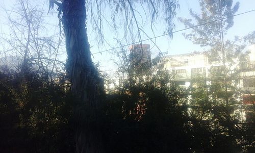 Trees in forest against sky