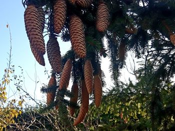 Low angle view of pine cones hanging on tree