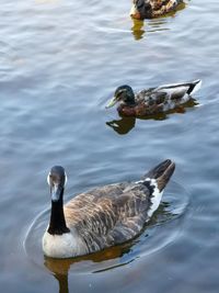 Ducks and geese swimming in lake