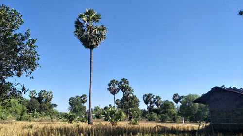 Palm trees on field against clear sky