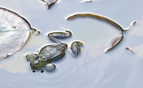 High angle view of frog in pond