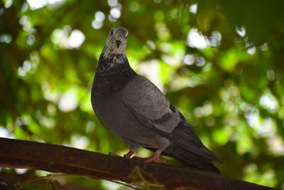 Low angle view of pigeon perching on branch