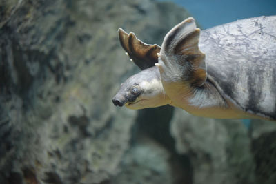 Close-up of fish in sea