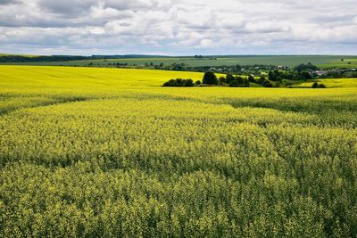 Scenic view of field against sky