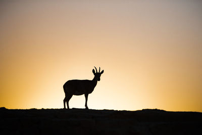 Silhouette deer on field against sky during sunset