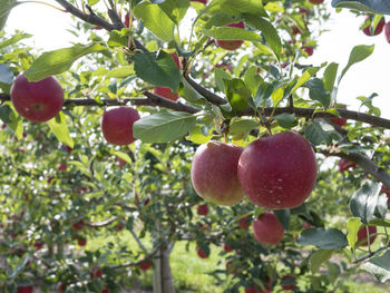 Close-up of fruits growing on tree