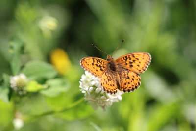 Close-up of butterfly on flower