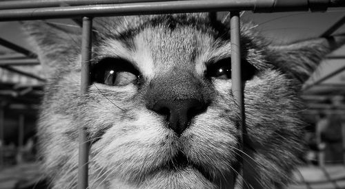 Close-up portrait of a cat