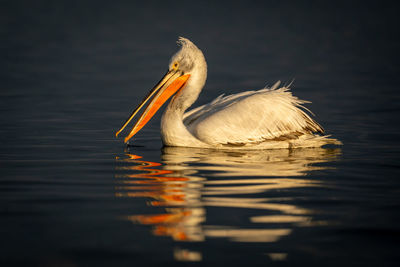 Close-up of pelican