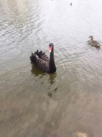 High angle view of swan swimming in lake