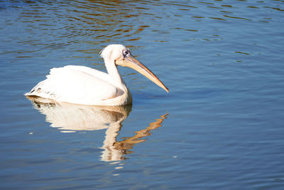 White duck swimming in lake