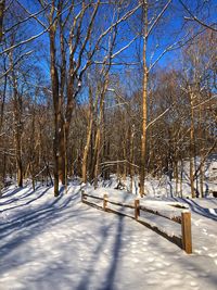 Bare trees on snow covered landscape