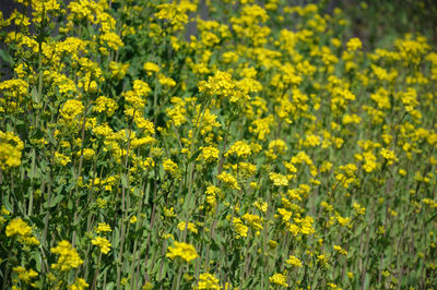 Yellow flowers blooming in field