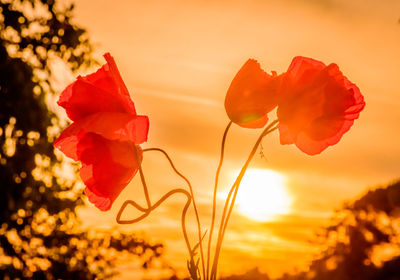 Close-up of red flowers blooming against sky during sunset