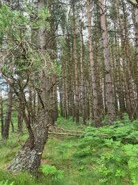 Trees growing in forest