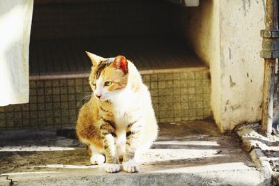 Cat sitting outdoors