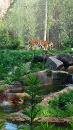 Scenic view of green plants