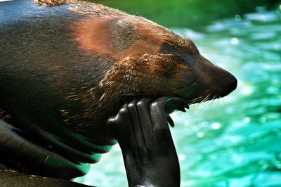 Close-up of elephant in water