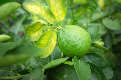 Close-up of fruit growing on tree