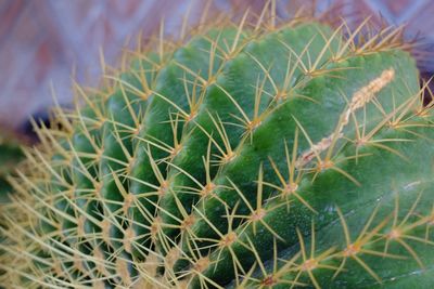 Close-up of succulent plant