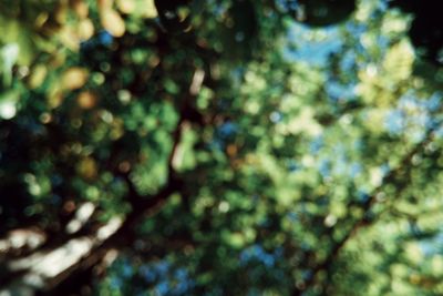 Defocused image of tree