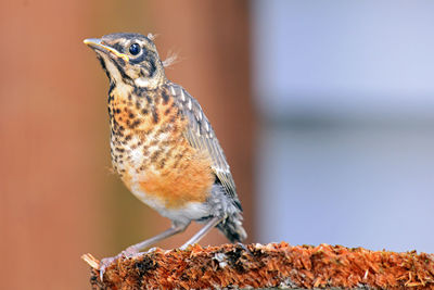 Close-up of bird perching on wood