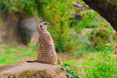 Meerkat on rock looking to the right. 