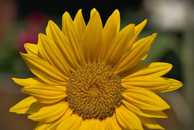 Close-up of yellow flower